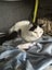 Willow Super Sweet Fluffy Female Carousel 6