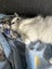Willow Super Sweet Fluffy Female Carousel 7