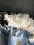 Willow Super Sweet Fluffy Female Carousel 8