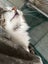 Roxie extremely loving fluffy female Carousel 3