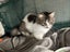 Roxie extremely loving fluffy female Carousel 5
