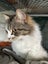 Roxie extremely loving fluffy female Carousel 6