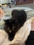 Inka Fluffy loving female 11 months old Carousel 2