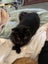 Inka Fluffy loving female 11 months old Carousel 3