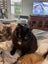Inka Fluffy loving female 11 months old Carousel 4