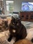 Inka Fluffy loving female 11 months old Carousel 5