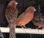 Canaries & Finches Carousel 1