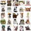 10/30/50PCS Kawaii Love Cat PVC Sticker Aesthetic Children's Korean Decoration Carousel 3
