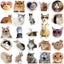 10/30/50PCS Kawaii Love Cat PVC Sticker Aesthetic Children's Korean Decoration Carousel 4