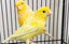 Canaries & Finches Carousel 2