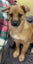 small breed young dogs Carousel 3