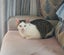 LONELY MIAOW CAT - TILLY Carousel 1
