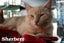 Cats Protection Canterbury - Teens Carousel 2