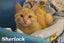 Cats Protection Canterbury - Teens Carousel 3