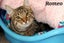 Cats Protection Canterbury - Teens Carousel 4