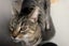 Cats Protection Canterbury - Priscilla Carousel 2