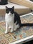 Brave Paws Cat Rescue - Kitten -11 months Falco Carousel 1