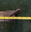 Antique Oxen/Bullock Plough Collar Carousel 2