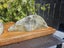 40lb+ Nelson jade bundle Carousel 4