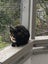 Brave Paws Cat Rescue -Cat - 1 year-Orla Carousel 1