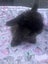 Cashmere miniature lops Carousel 2