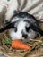 **Trained Mini Lop Bunny Rabbits & Care Package** Carousel 6