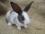 Flemish Giant Rabbits Carousel 1