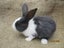 Flemish Giant Rabbits Carousel 3