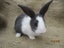 Flemish Giant Rabbits Carousel 4