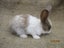 Flemish Giant Rabbits Carousel 5