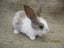 Flemish Giant Rabbits Carousel 6