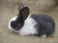 Flemish Giant Rabbits Carousel 7