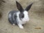 Flemish Giant Rabbits Carousel 8