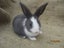 Flemish Giant Rabbits Carousel 9