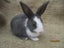 Flemish Giant Rabbits Carousel 10
