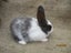 Flemish Giant Rabbits Carousel 11