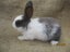 Flemish Giant Rabbits Carousel 12