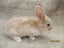 Flemish Giant Rabbits Carousel 13