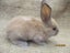Flemish Giant Rabbits Carousel 14