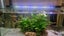 115L Community Tank w Lights&Filters Carousel 2