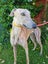 OTTO - STUNNING 3 YEAR OLD RETIRED GREYHOUND Carousel 1