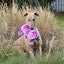 OTTO - STUNNING 3 YEAR OLD RETIRED GREYHOUND Carousel 3