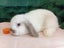 Super Cute Purebred Minilop Babies Carousel 8