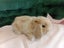 Super Cute Purebred Minilop Babies Carousel 15
