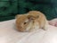 Super Cute Purebred Minilop Babies Carousel 16