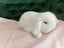 Super Cute Purebred Minilop Babies Carousel 12