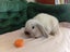 Super Cute Purebred Minilop Babies Carousel 9