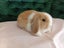 Super Cute Purebred Minilop Babies Carousel 1
