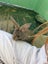 Bunnies! Carousel 4