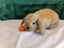 Super Cute Purebred Minilop Babies Carousel 4